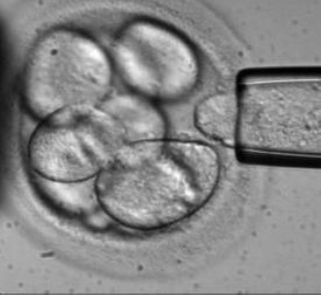 Bill paves way for hybrid embryos