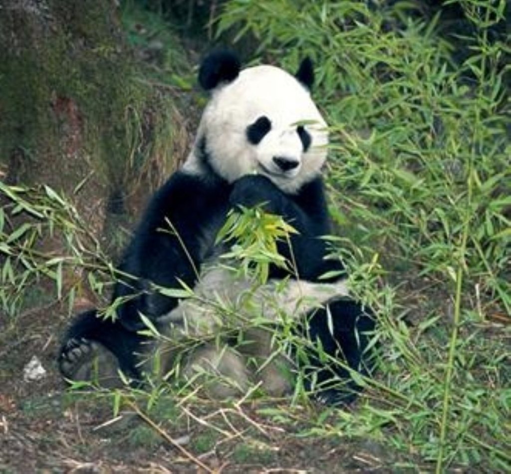 Two breeding pandas will head to Britain