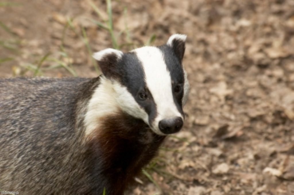 The government is understood to have killed 2,476 badgers during the pilot