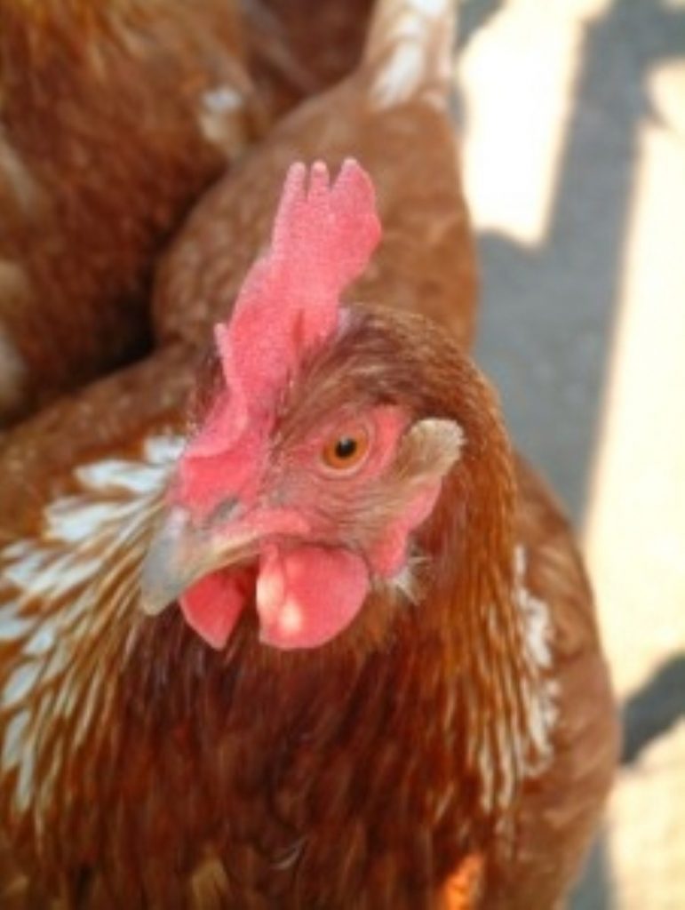 Avian influenza fight far from over