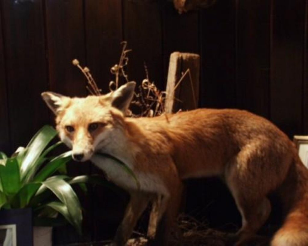 Fox hunting ban to go ahead