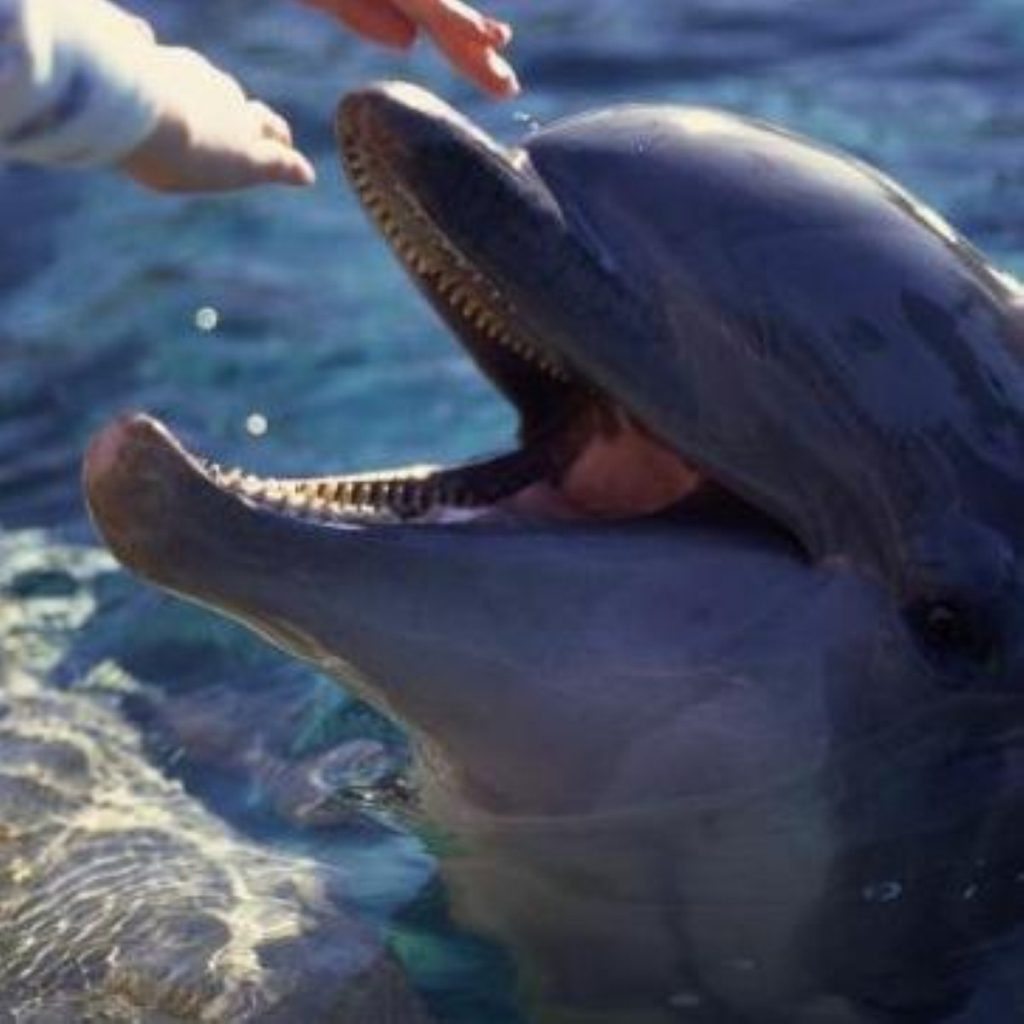 Concern about dolphin strandings