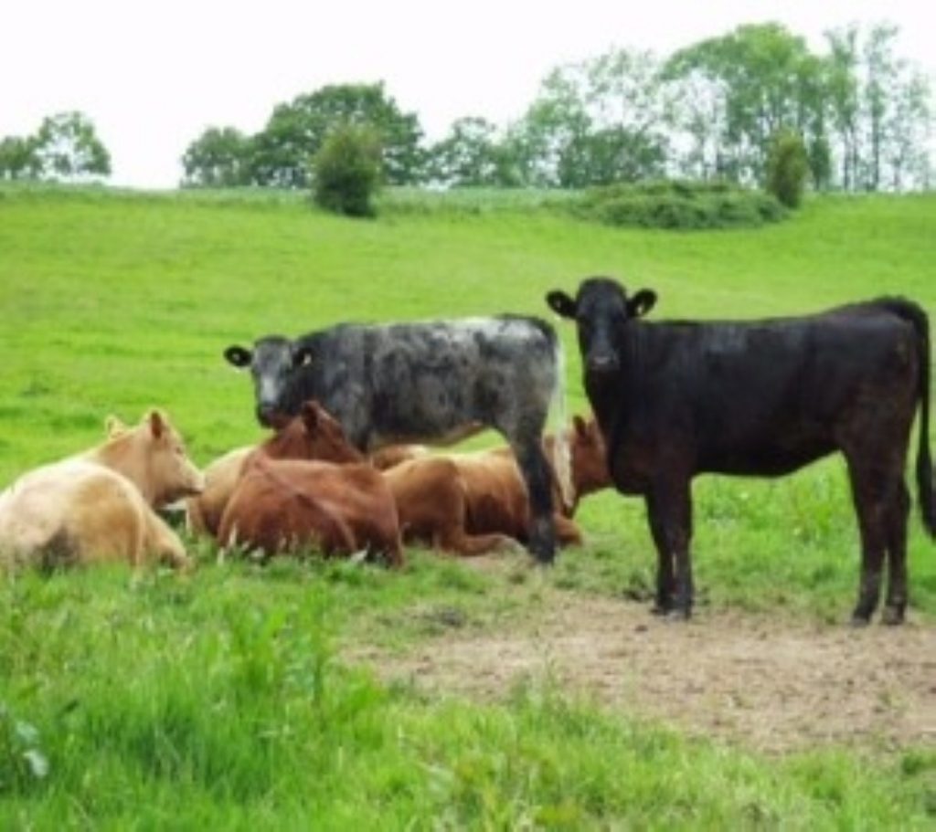 Cattle tracing key for infection control