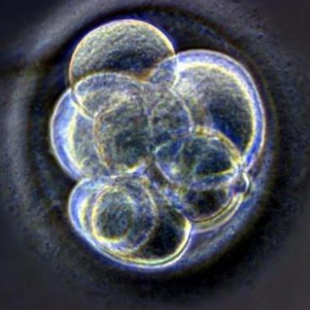 Hybrid embryos would be used for stem cell research