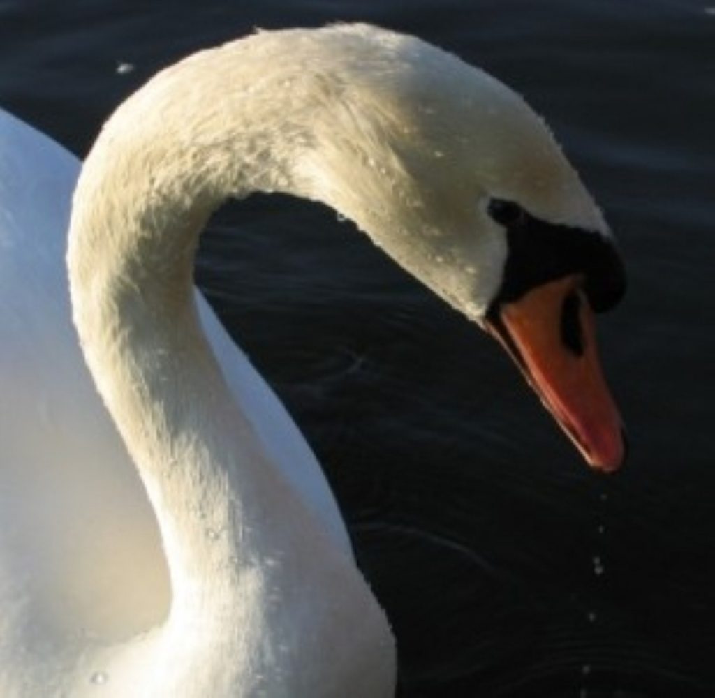 Three swans found dead of bird flu in Devon