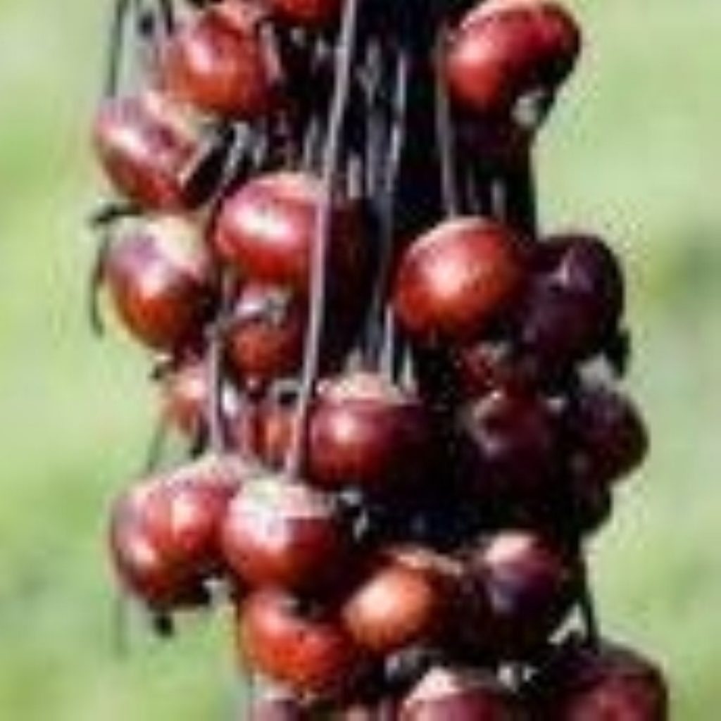 Conkers could make a return to the playground