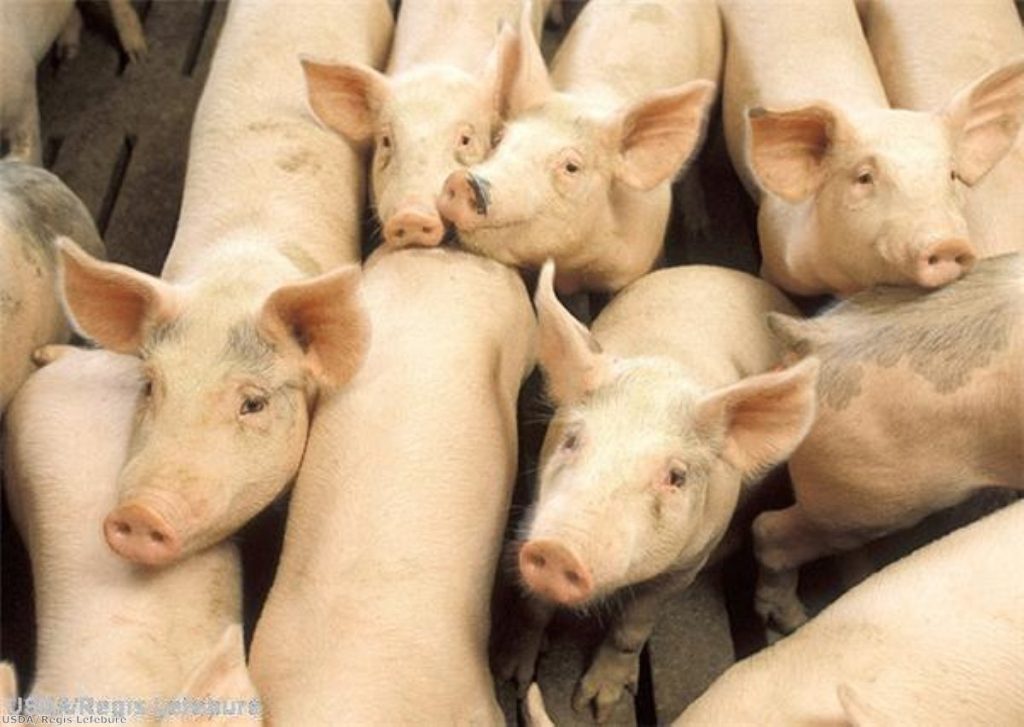 Outbreak: The virus originated with pigs