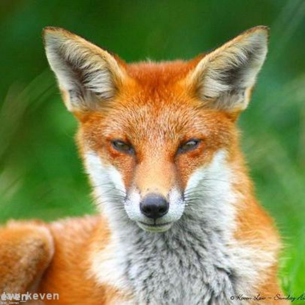 The fox: is the hunt really so much crueler than the factory? 