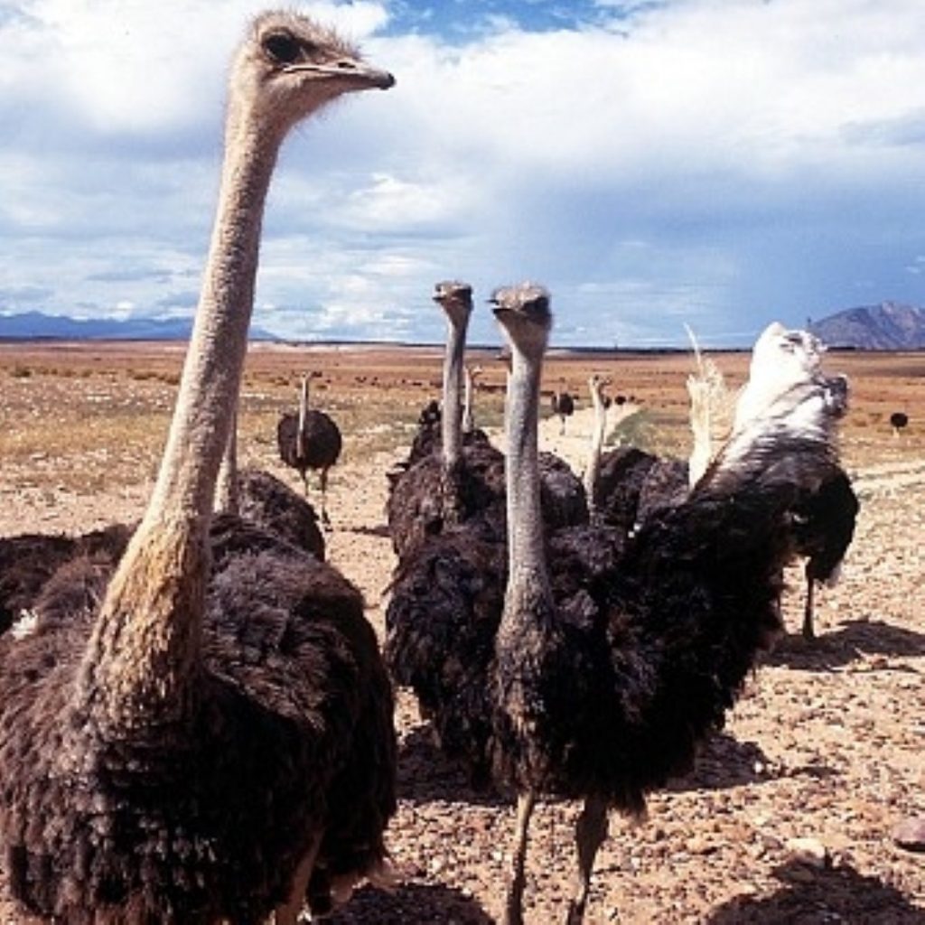 MPs take lesson from our feathered ostrich friends