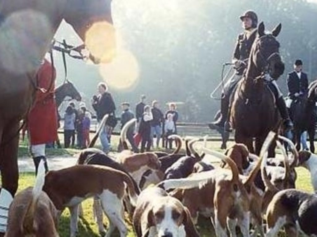 Hunting with dogs? DPMQs is now firmyl on the bloodsport calendar