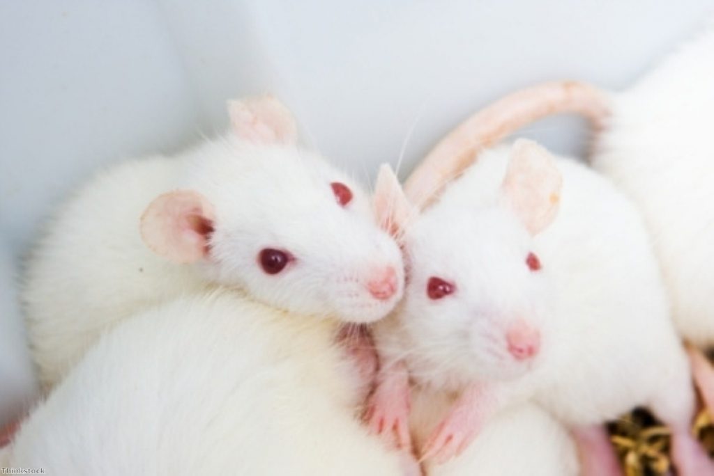A legal case could render the ban on cosmetic animal testing meaningless