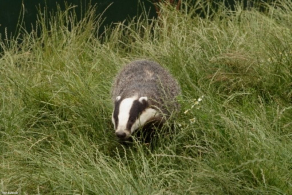 Badger cull pilots will take place annually for four years