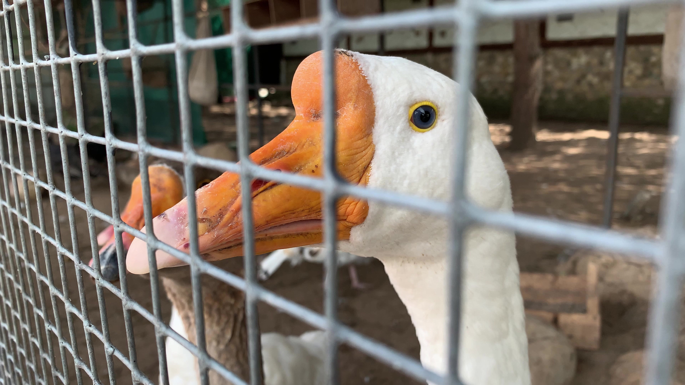 Why A Foie Gras Ban Is Long Overdue Politics Co Uk