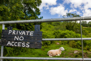 Welsh farmers priced out as firms buy up land to 'greenwash', warn MPs